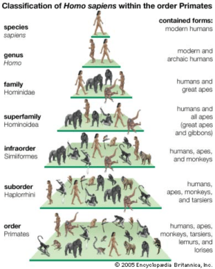 Human taxonomy